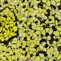 Map lichen
