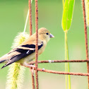 American Goldfinch