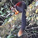 Indian giant squirrel or Malabar giant squirrel