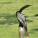 Anhinga