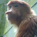 Proboscis monkey