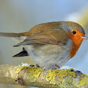 European Robin