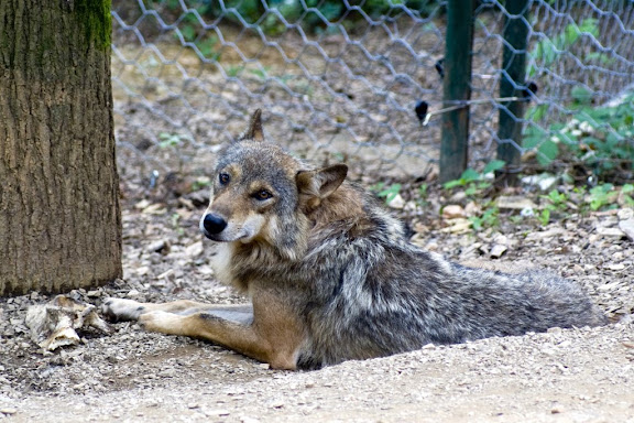 Wolf, Ljubljana ZOO
