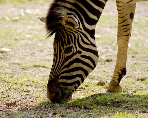 Zebra, Ljubljana ZOO