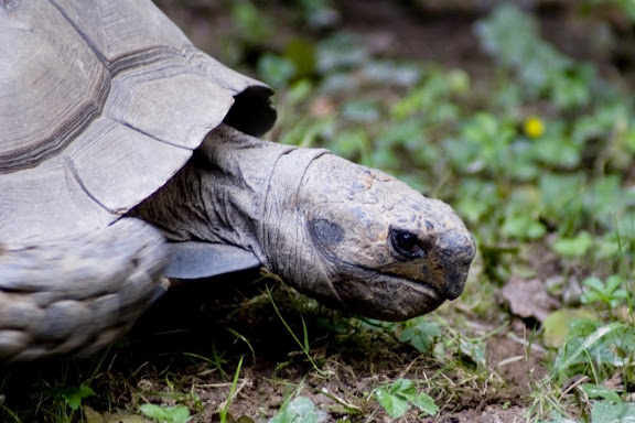 Turtle, Ljubljana ZOO