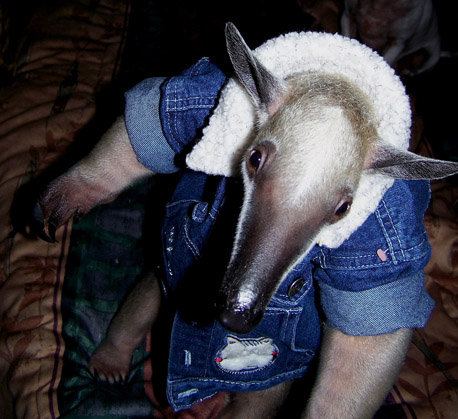 Pet Anteater