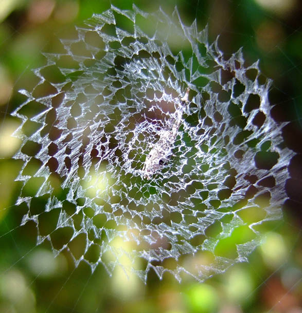 'Flared Web' pattern