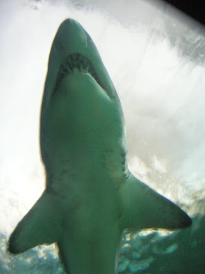 Sydney Aquarium Shark