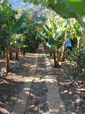 Bananeto di Nik