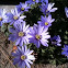 Grecian windflower