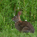 Eastern Cottontail