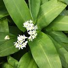 Bear garlic