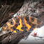 Looper moth.