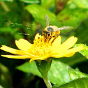 Honey Bee