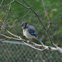 Blue Jay