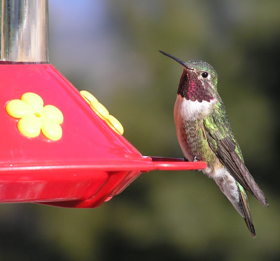 Hummingbird (Broadtail)