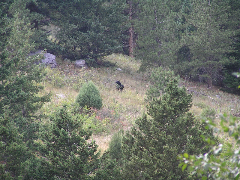 American Black Bear