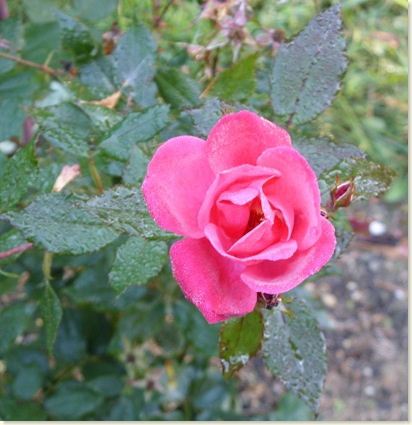 Neighbor's Rose