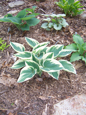 Hosta El Nino