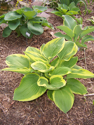 Hosta Lakeside Roy El