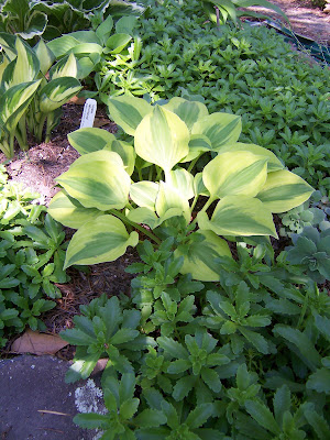 Hosta Grand Tiara