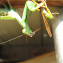 Praying Mantis