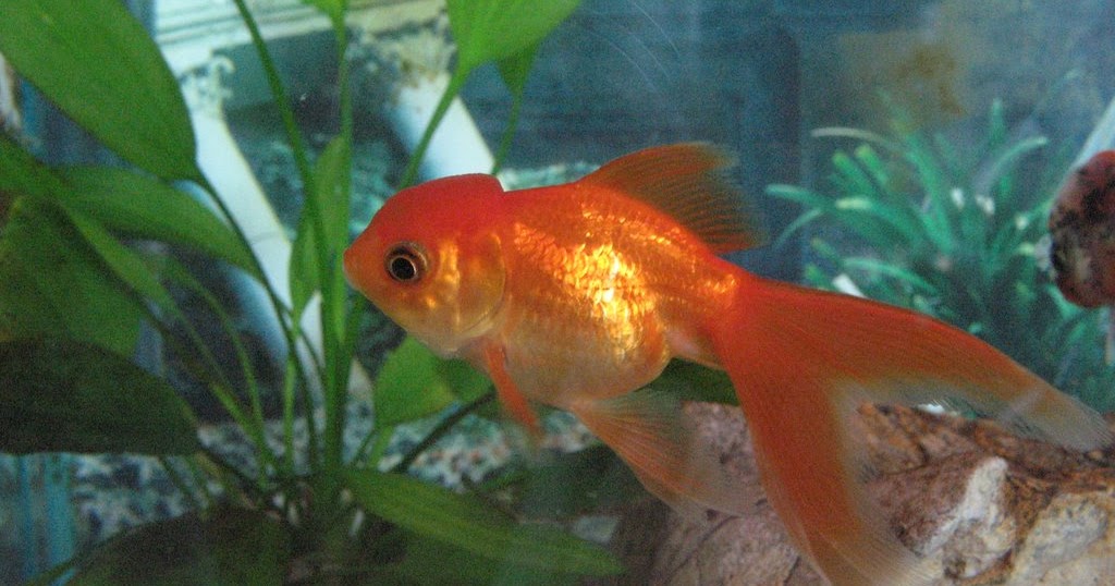 Goldfishaholic Wen Growth