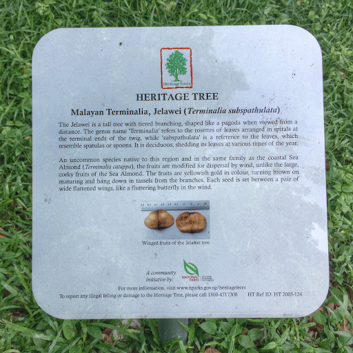 Heritage Tree - Malayan Terminalia (Jelawei)