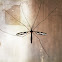 Crane Fly