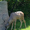 Greater Kudu