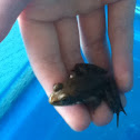 Frog