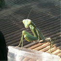 Praying mantis