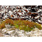 Moss