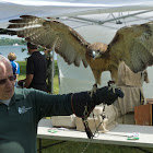 Red-tailed Hawk (female)