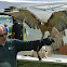Red-tailed Hawk (female)