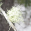 Beard Lichen