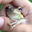 Cuban tree frog