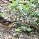 Eastern Towhee
