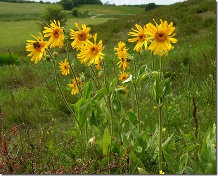 arnica1