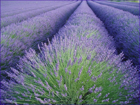 [lavender-row[4].jpg]