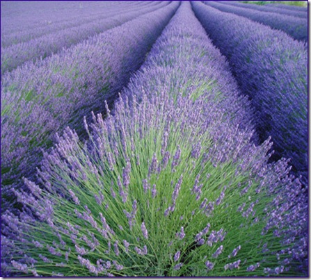 champs de lavande
