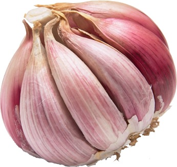 [garlic[4].jpg]