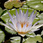 White Lotus