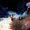 Clown fish