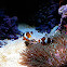 Clown fish