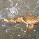 Rat fish