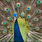 Indian Peacock