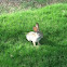 Desert Cottontail Rabbit