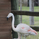 Chilean flamingos