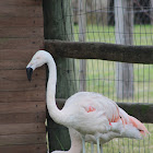 Chilean flamingos